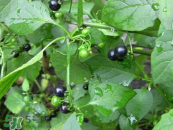 孕婦可以吃龍葵菜嗎？龍葵菜孕婦可以吃嗎？