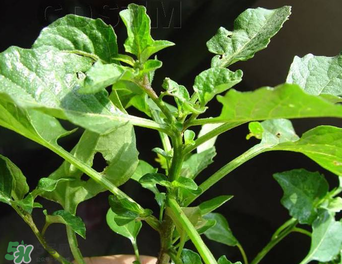 孕婦可以吃龍葵菜嗎？龍葵菜孕婦可以吃嗎？