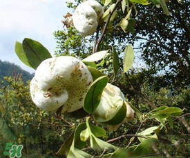 茶耳孕婦能吃嗎？孕婦能吃茶耳嗎？