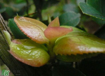茶耳孕婦能吃嗎？孕婦能吃茶耳嗎？