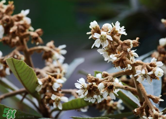 枇杷花孕婦能喝嗎？枇杷花孕婦可以喝嗎？