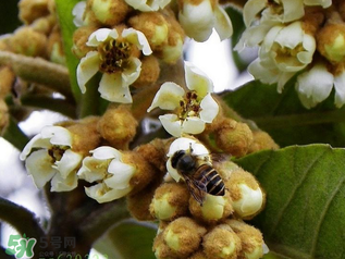 枇杷花孕婦能喝嗎？枇杷花孕婦可以喝嗎？