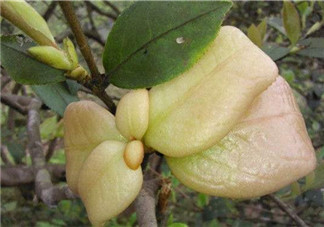 茶耳孕婦能吃嗎？孕婦能吃茶耳嗎？