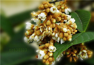 枇杷花孕婦能喝嗎？枇杷花孕婦可以喝嗎？