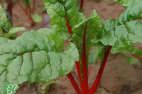 甜菜葉是否可以生吃？甜菜葉可以生吃嗎