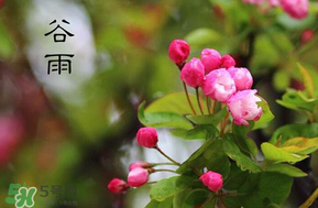 谷雨會下雨嗎？2017年谷雨會下雨嗎？