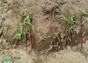 香椿可以扦插嗎？香椿什么時(shí)候扦插？