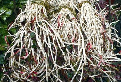 魚腥草根和葉哪個(gè)好？魚腥草根好還是葉子好