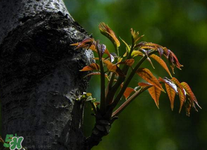 香椿芽可以冷凍嗎？香椿芽怎么冷凍？