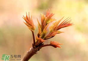 香椿芽可以冷凍嗎？香椿芽怎么冷凍？
