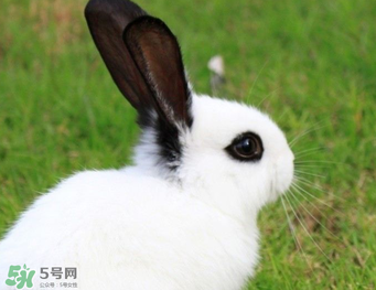 孕婦能吃兔子肉嗎？孕婦可以吃兔子肉嗎？