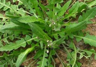 地菜是什么菜？地菜是不是薺菜