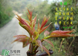香椿臭嗎？香椿為什么那么臭？