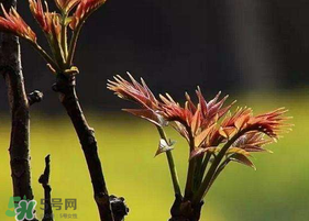香椿臭嗎？香椿為什么那么臭？