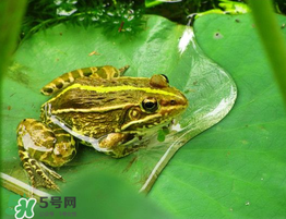 孕婦能吃青蛙嗎？孕婦可以吃青蛙嗎？