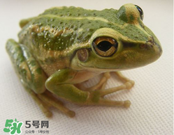 孕婦能吃青蛙嗎？孕婦可以吃青蛙嗎？