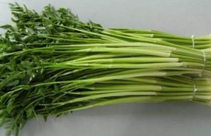 水芹菜是什么菜？水芹菜是野芹菜嗎