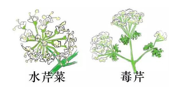 水芹菜有毒嗎？水芹菜有沒有毒