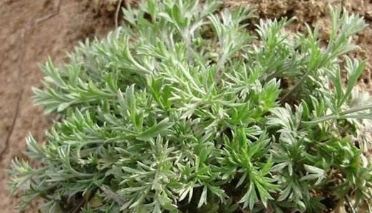 白蒿是茵陳嗎？白蒿與茵陳有什么區(qū)別