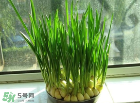 蒜苗發(fā)黃怎么回事？蒜苗發(fā)黃是什么原因？