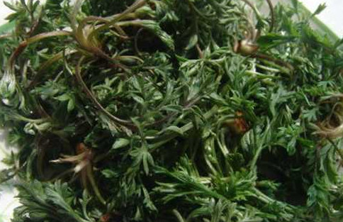 茵陳泡水喝有什么好處？茵陳泡水喝有什么功效與禁忌