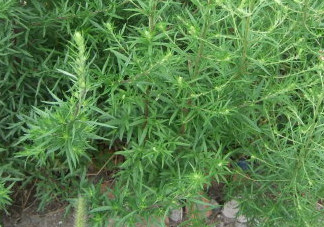 茵陳泡水喝有什么好處？茵陳泡水喝有什么功效與禁忌