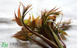 香椿怎么洗？香椿芽怎么洗干凈？