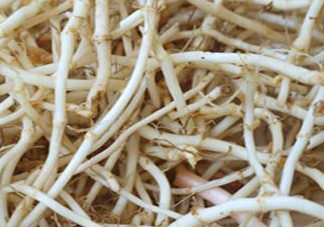 魚腥草根有什么作用？魚腥草根的功效與作用
