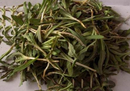 苦苦菜是什么菜？苦苦菜是苦苣嗎