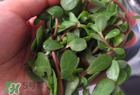 馬莧菜怎么吃？馬莧菜怎么做好吃