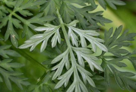 白蒿是茵陳嗎？白蒿與茵陳有什么區(qū)別