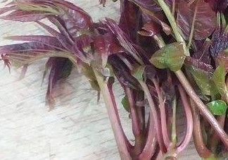 香椿芽怎么吃？新鮮香椿芽怎么吃