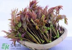 香椿芽怎么吃？新鮮香椿芽怎么吃