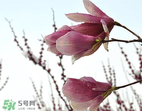 谷雨是什么季節(jié)？谷雨是春天還是夏天？