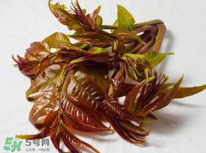 香椿有幾種？香椿哪種好？