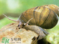 田螺可以凈化水質(zhì)嗎？田螺能凈化水質(zhì)嗎？