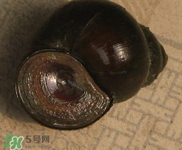 田螺死了能吃嗎？田螺剛死能吃嗎？