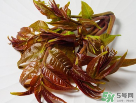 痛風能吃香椿嗎？痛風能吃香椿煎蛋嗎？