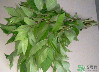 白花菜有什么功效？白花菜的功效是什么？