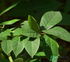 白花菜有什么功效？白花菜的功效是什么？