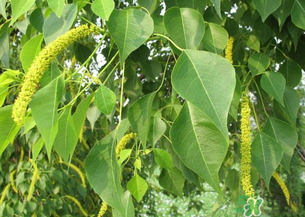 構(gòu)樹穗的營(yíng)養(yǎng)價(jià)值 構(gòu)樹穗有什么營(yíng)養(yǎng)價(jià)值？