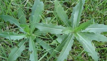 刺兒菜能吃嗎？刺兒菜可以吃嗎