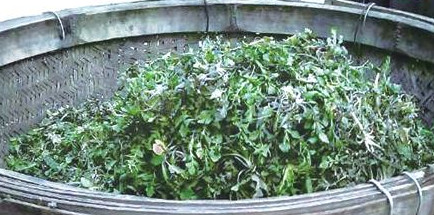 榆錢怎么存放？榆錢的保存方法
