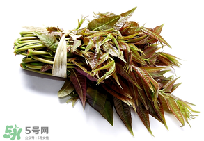 香椿可以助孕嗎？香椿有助孕的功效嗎？