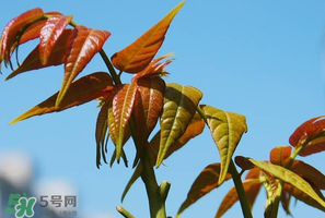 香椿可以助孕嗎？香椿有助孕的功效嗎？