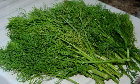 茴香苗怎么吃？茴香苗的吃法