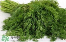 茴香苗有什么好處？茴香苗的功效與作用