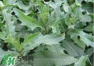 刺兒菜吃了有什么用？刺兒菜有什么功效
