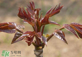 香椿子泡水喝怎么樣？香椿泡水喝的功效