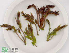 香椿能泡茶嗎？香椿茶的功效與作用